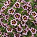 Calibrachoa Tiktok Crystal 140mm