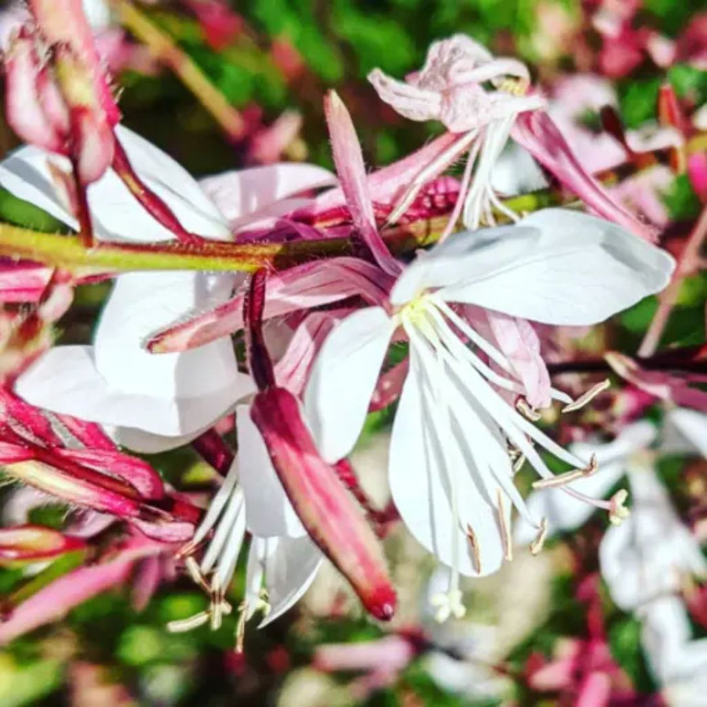 Gaura Baby Butterfly Pearl 140mm