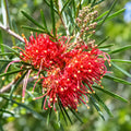 Grevillea Bronze Rover 140mm