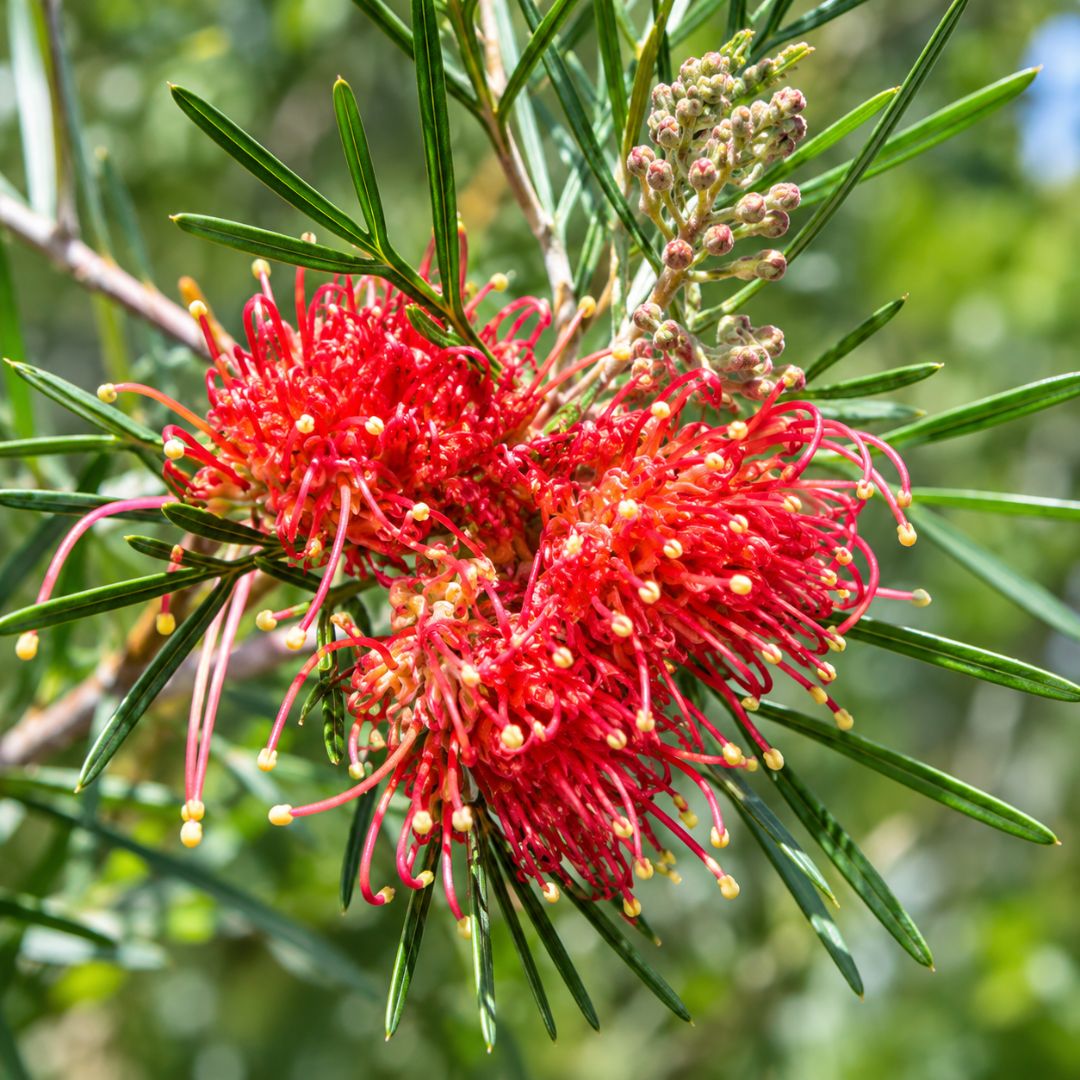 Grevillea Bronze Rover 140mm