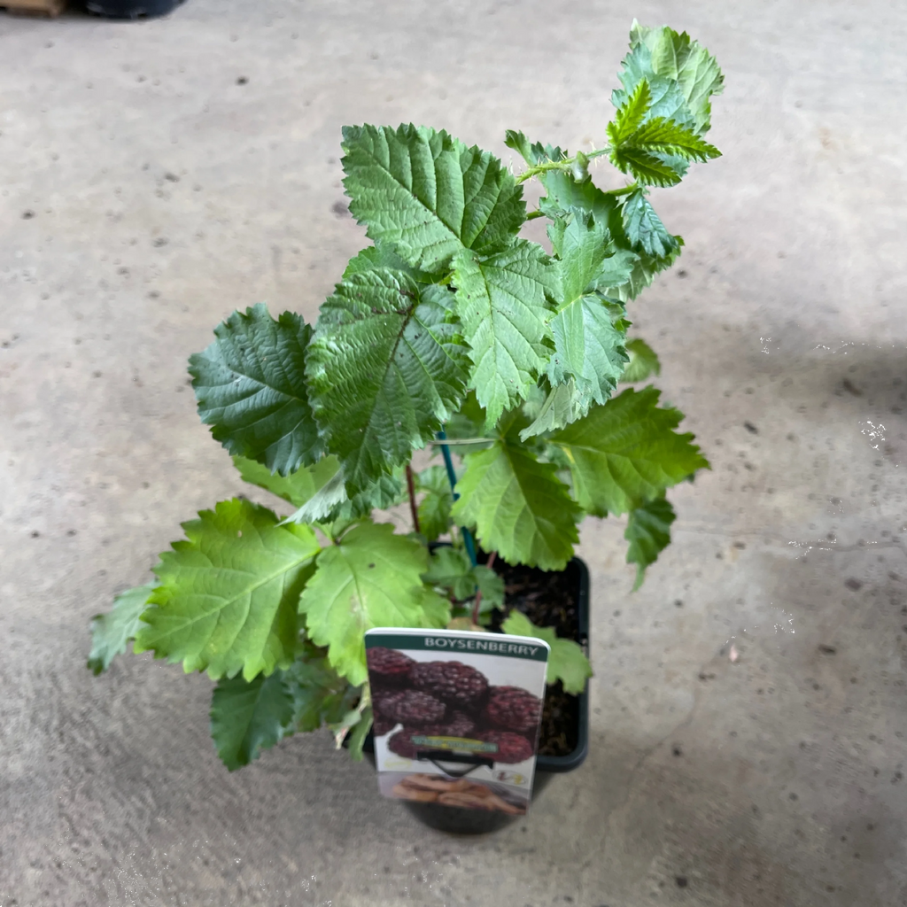 Boysenberry 140mm
