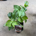 Boysenberry 140mm