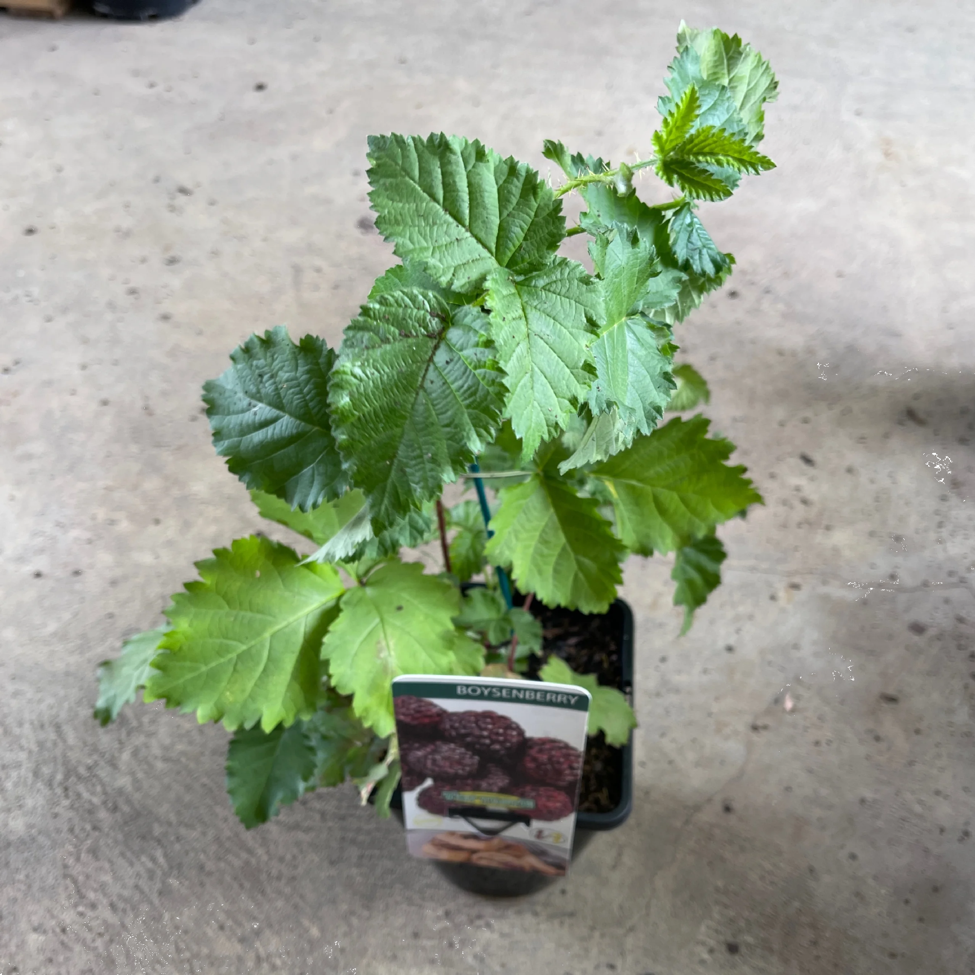 Boysenberry 140mm