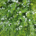 Myoporum Fine Leaf 140mm