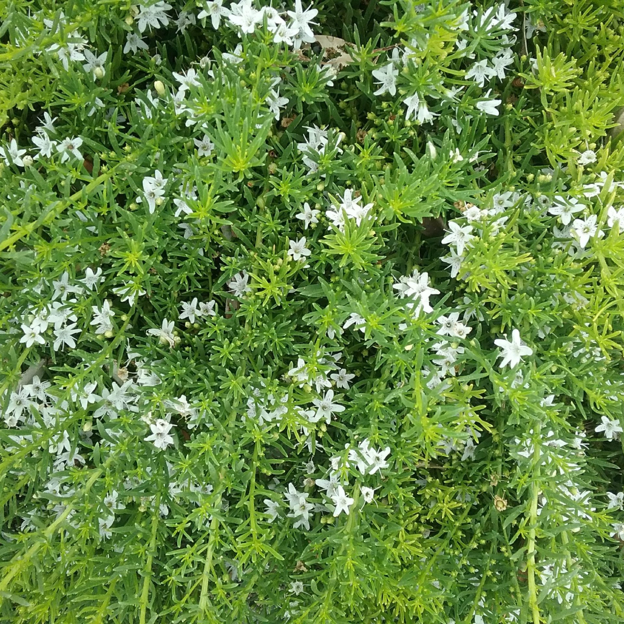 Myoporum Fine Leaf 140mm