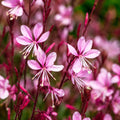 Gaura Pink 140mm