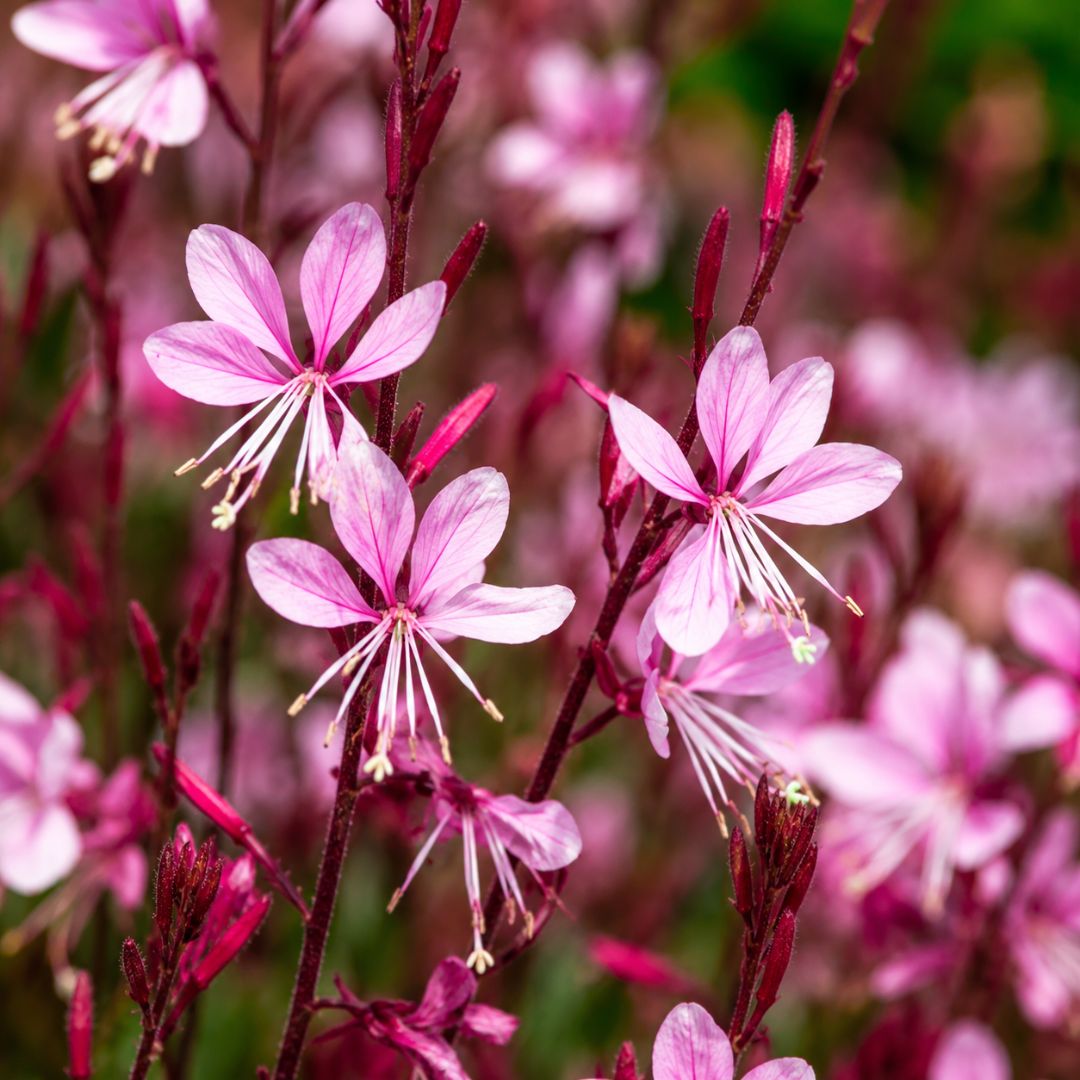 Gaura Pink 140mm