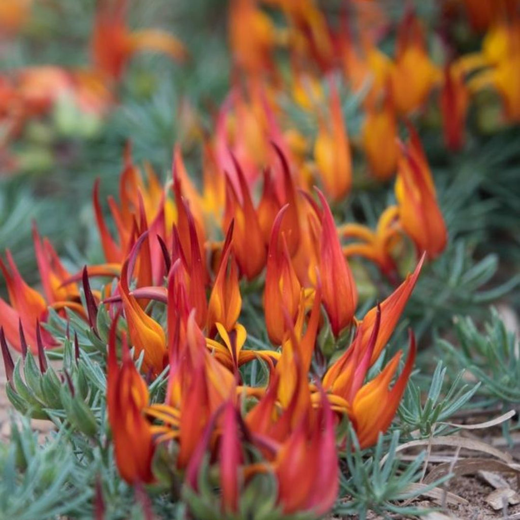 Lotus Berthelotii Trailing Lotus 140mm