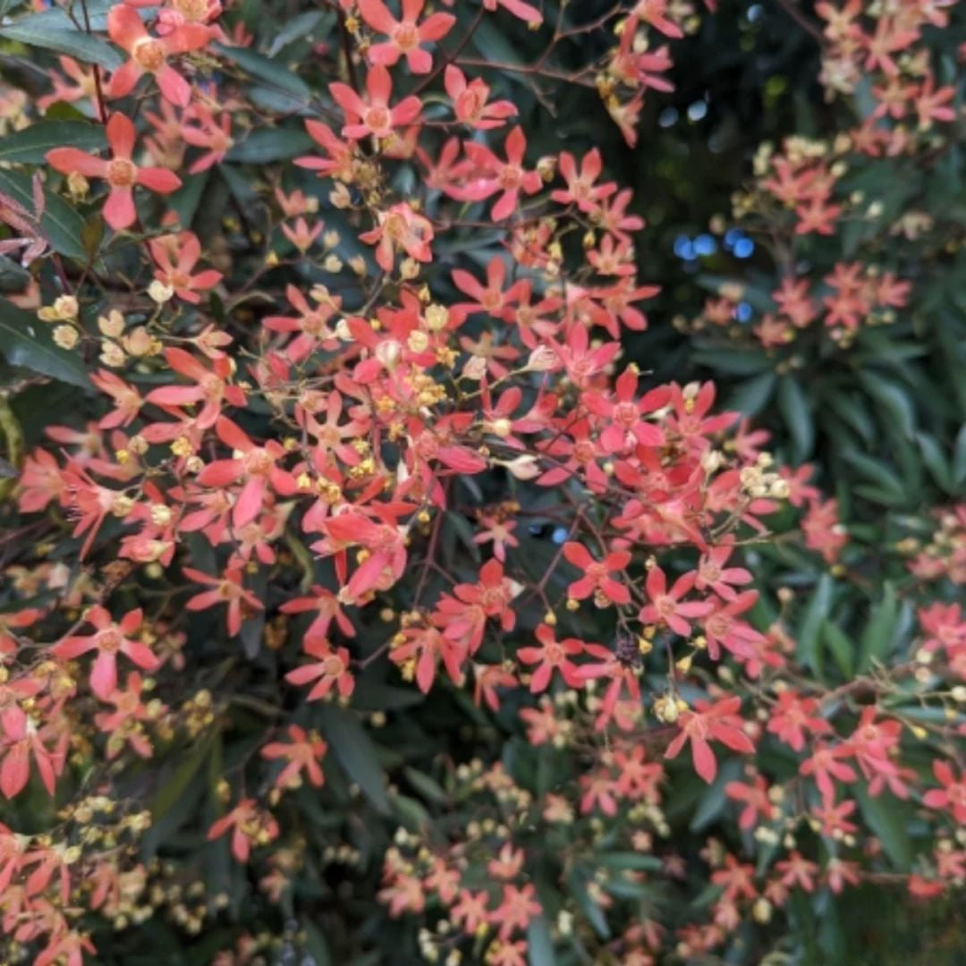 Ceratopetalum Alberys Red 140mm