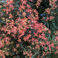 Ceratopetalum Alberys Red 140mm