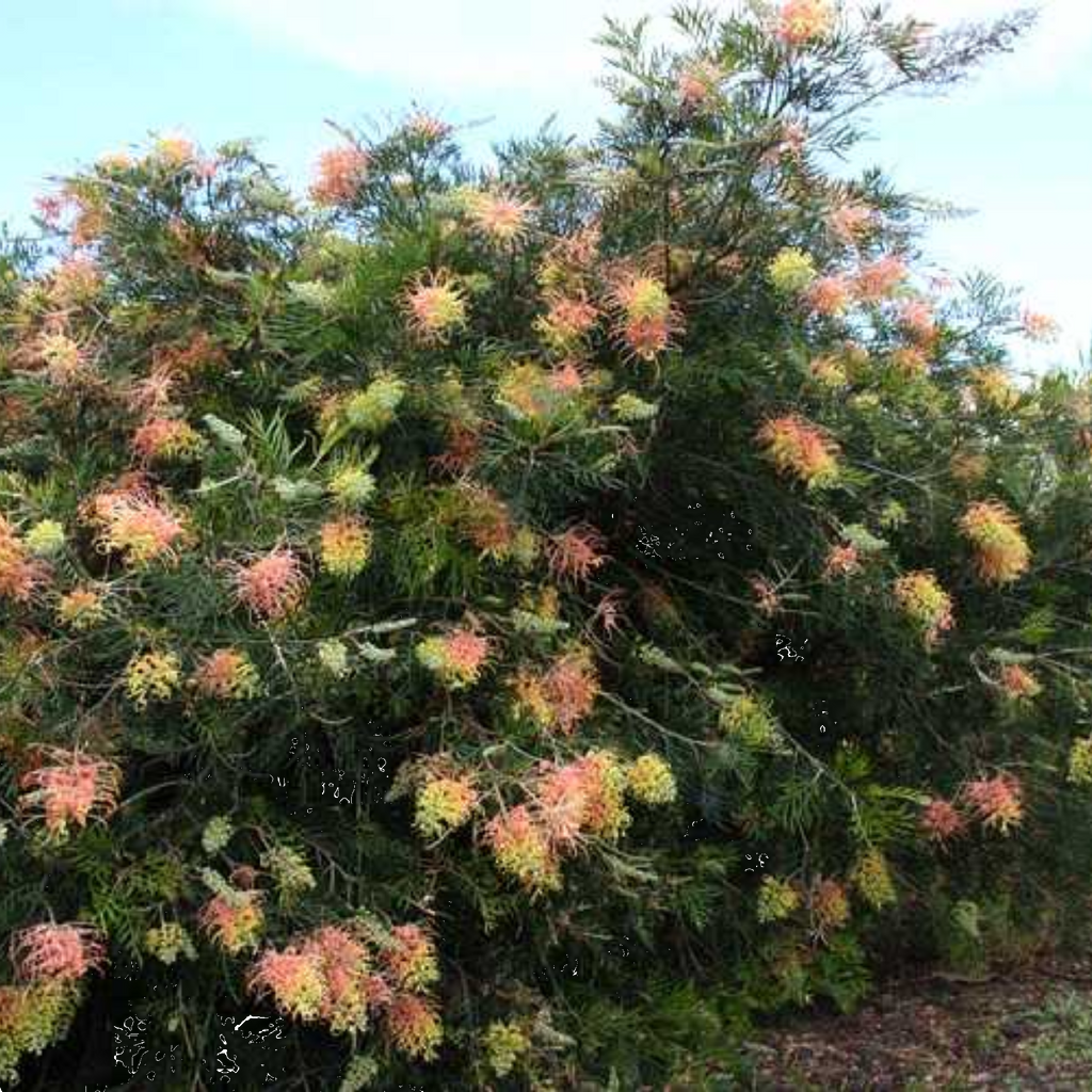 Grevillea Peaches And Cream 140mm