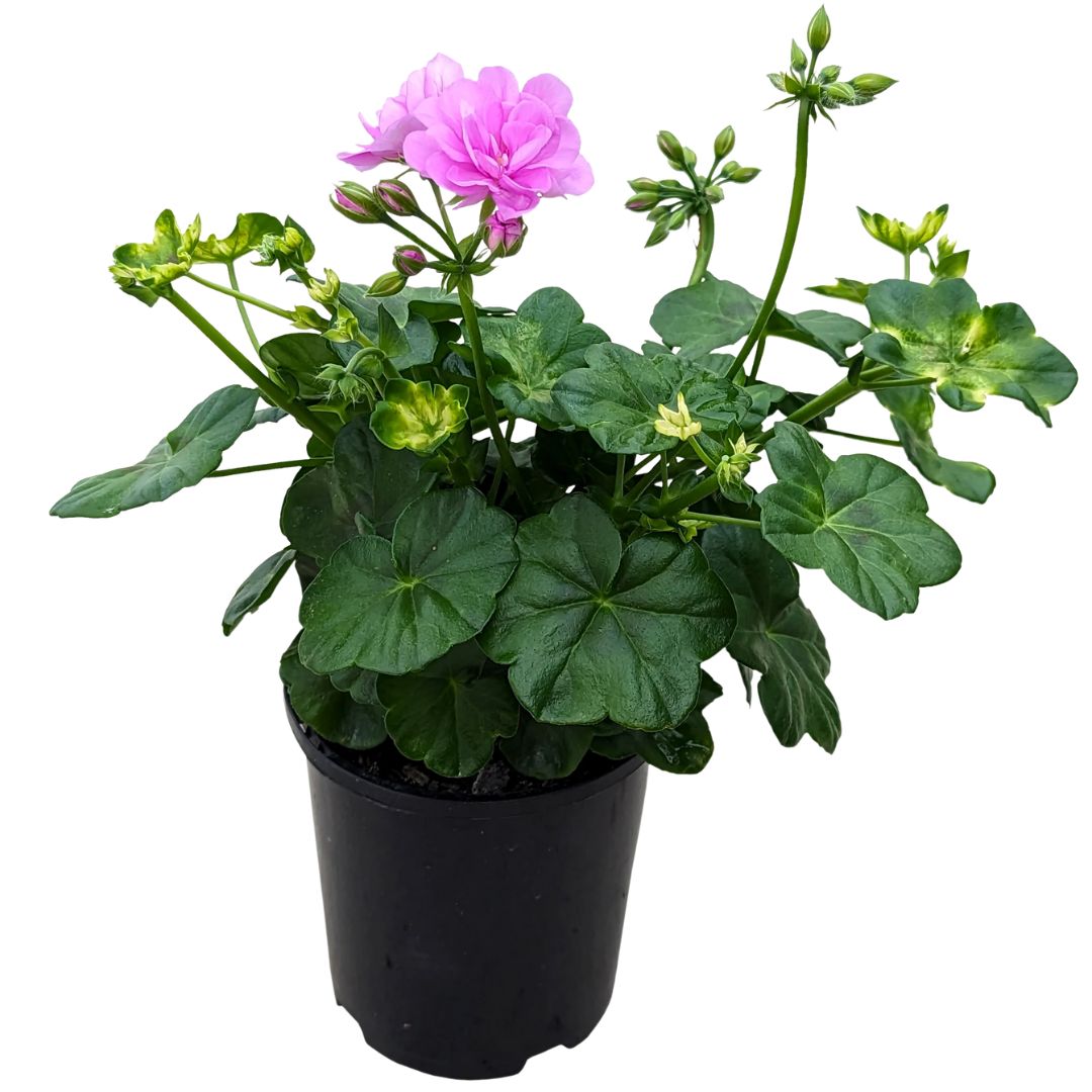 Geranium Ivy 140mm