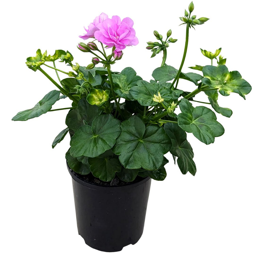 Geranium Ivy 140mm