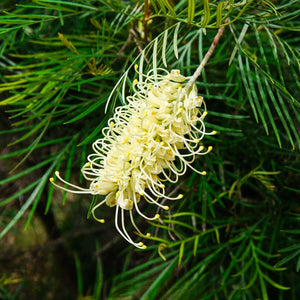 Grevillea Moonlight 140mm