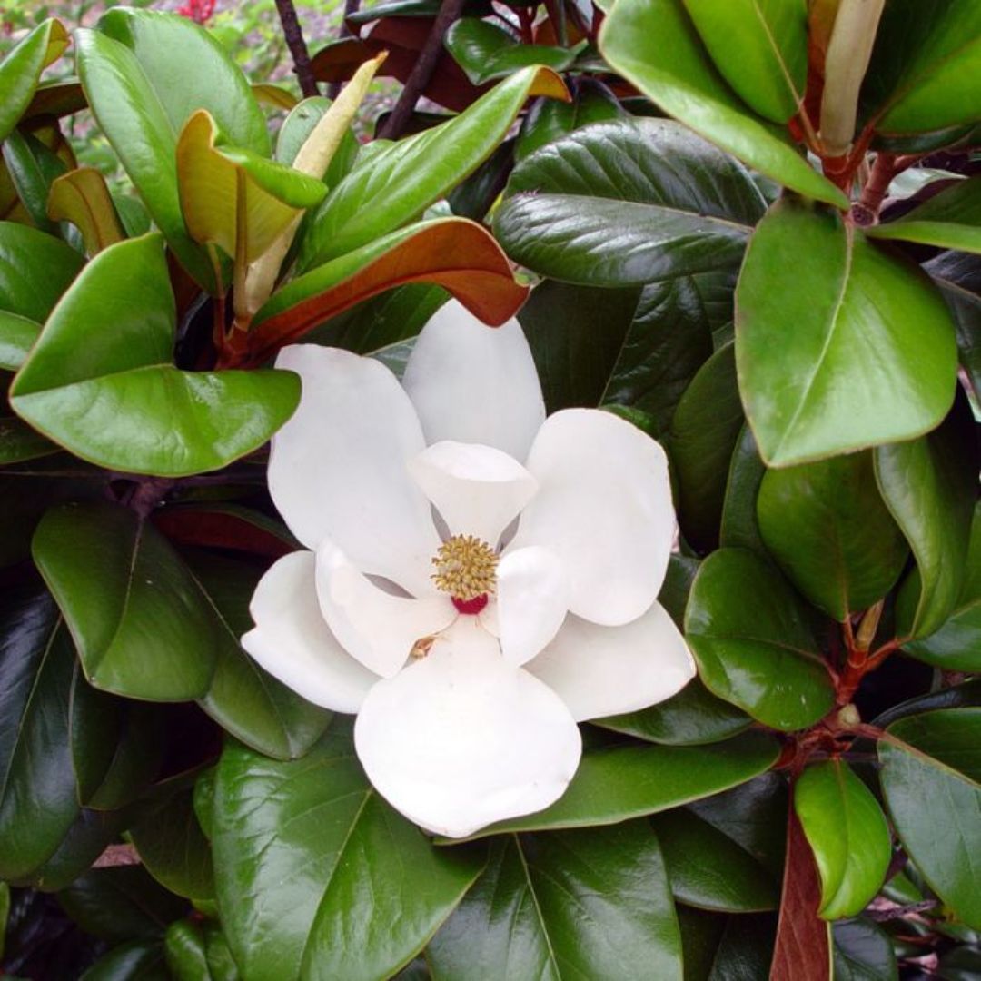 Magnolia Teddybear 250mm