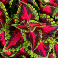 Coleus Heartbreaker 130mm
