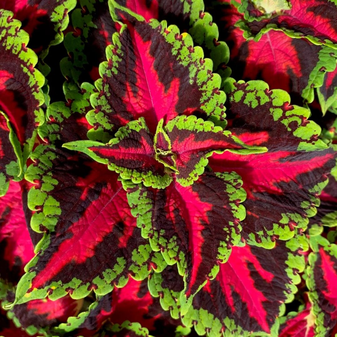 Coleus Heartbreaker 130mm