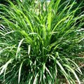Liriope Evergreen Giant 140mm.