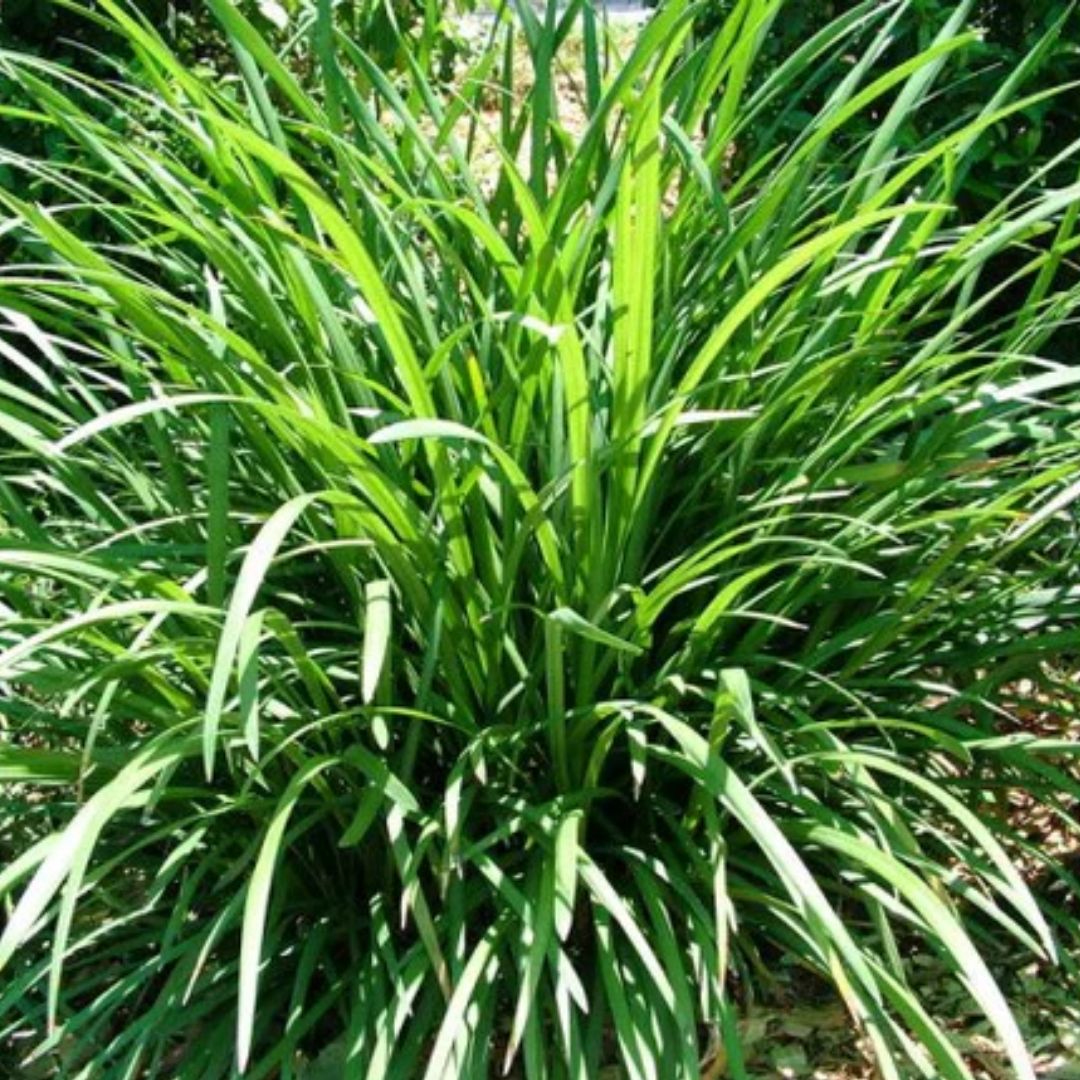 Liriope Evergreen Giant 140mm.