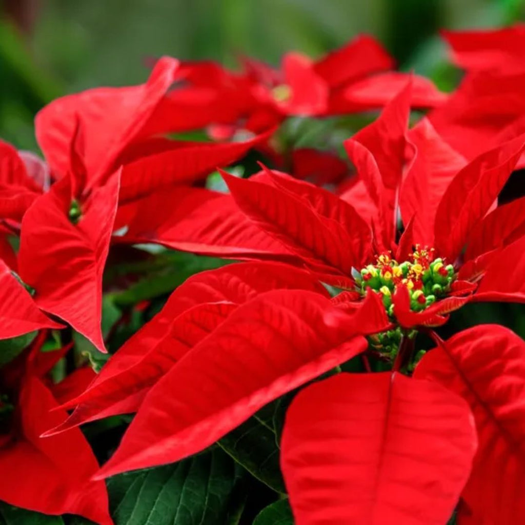 Euphorbia Poinsettia 140mm