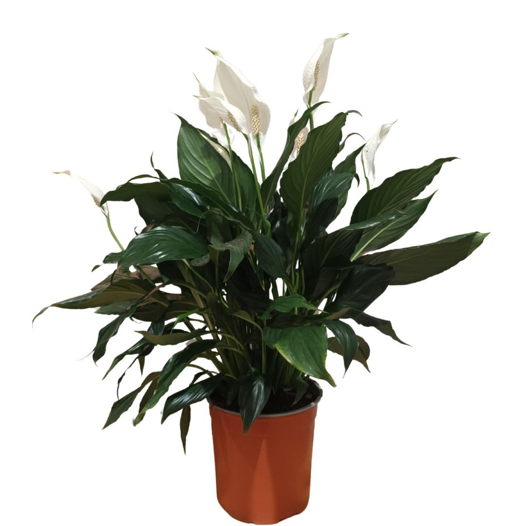 Spathiphyllum Cupido 170mm