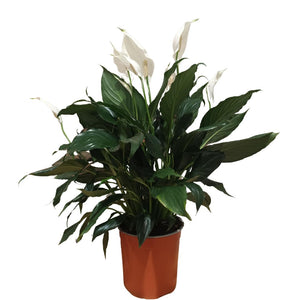 Spathiphyllum Cupido 170mm