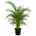 Dypsis Golden Cane Palm 140mm