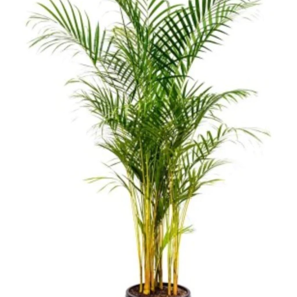 Dypsis Lutescens  Golden Cane Palm 250mm