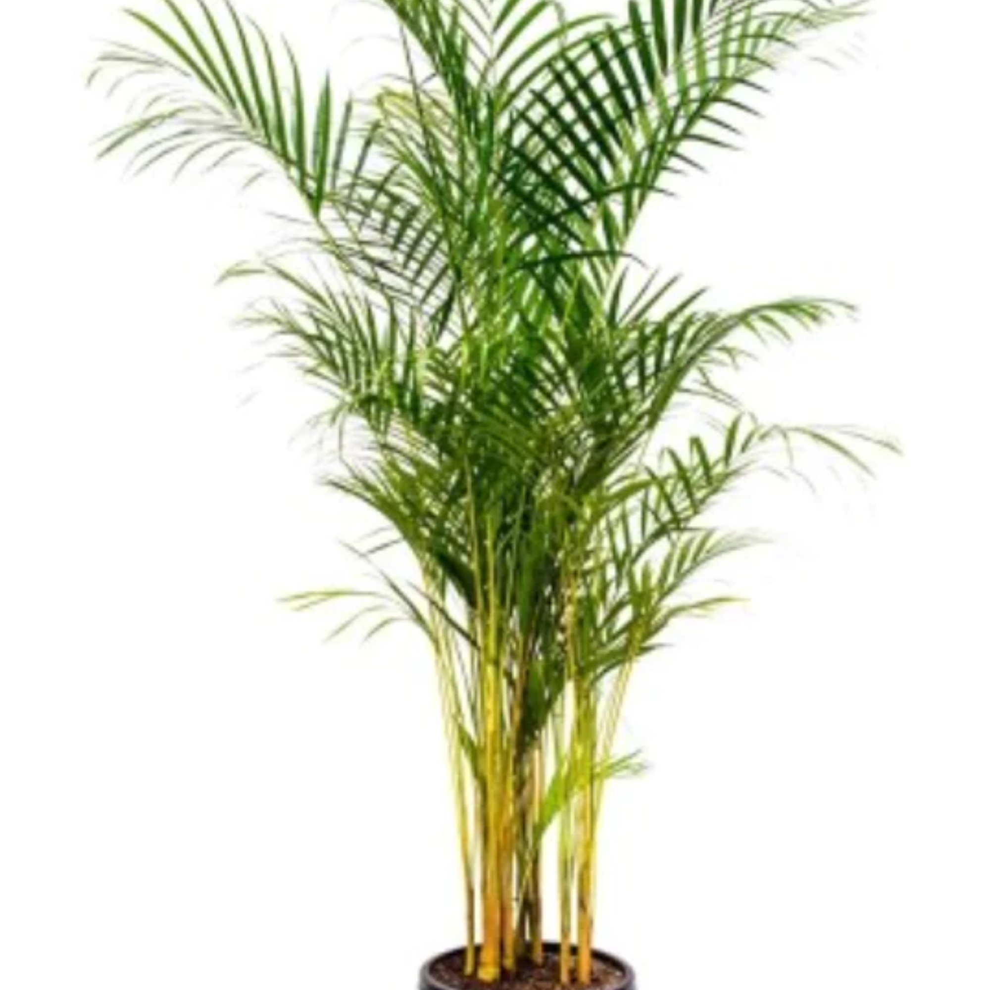 Dypsis Lutescens  Golden Cane Palm 250mm