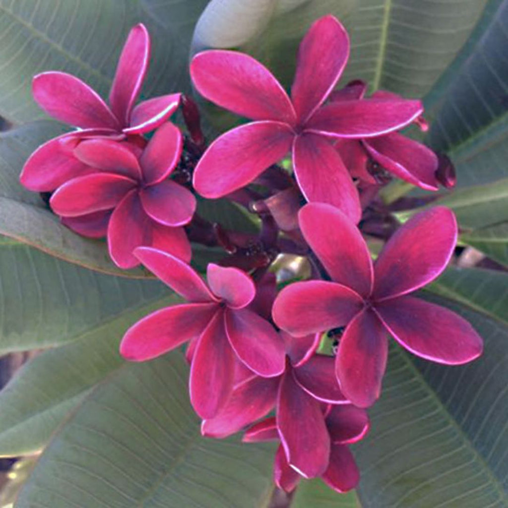 Plumeria Black Jack Red 200mm