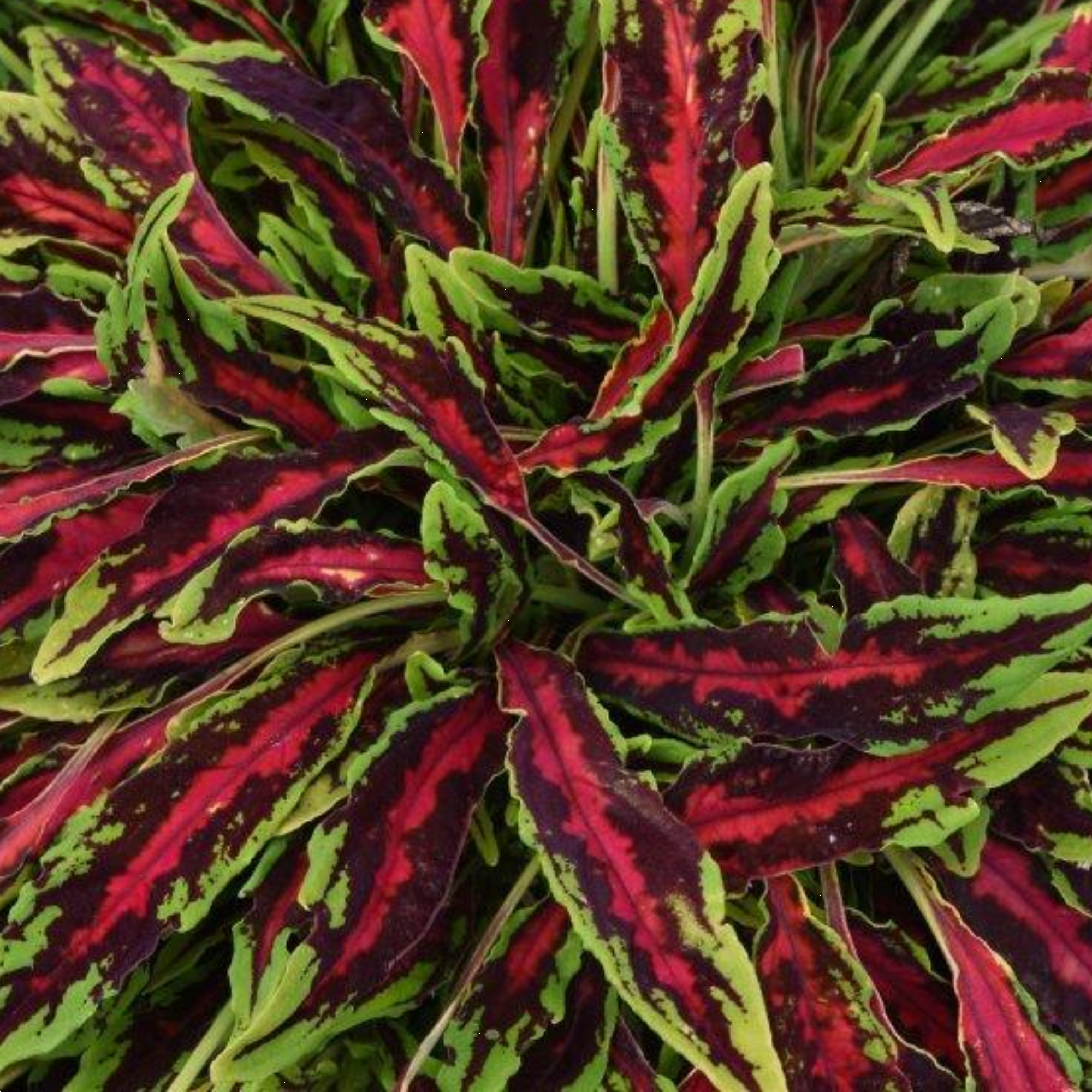 Coleus Spitfire 130mm