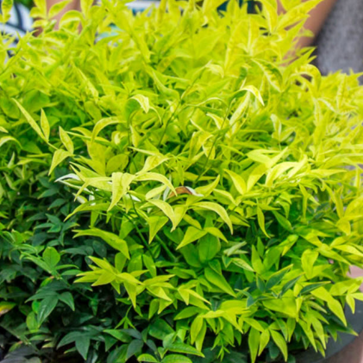 Nandina Mag. Lemon Lime 140mm