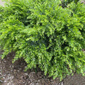 Acacia Honey Bun 140mm