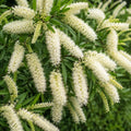 Buckinghamia Ivory Curl 200mm