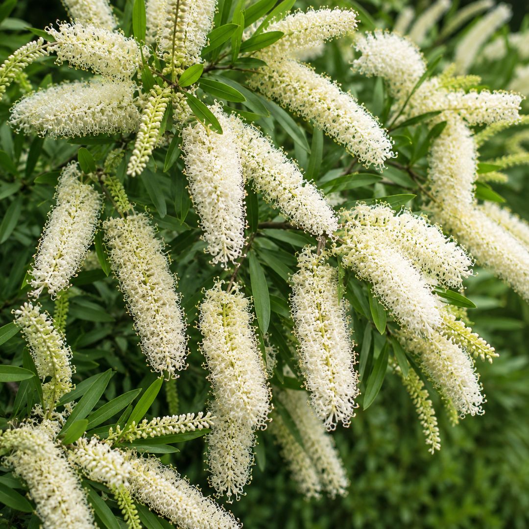 Buckinghamia Ivory Curl 200mm