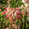 Grevillea Hills Jubilee 140mm.