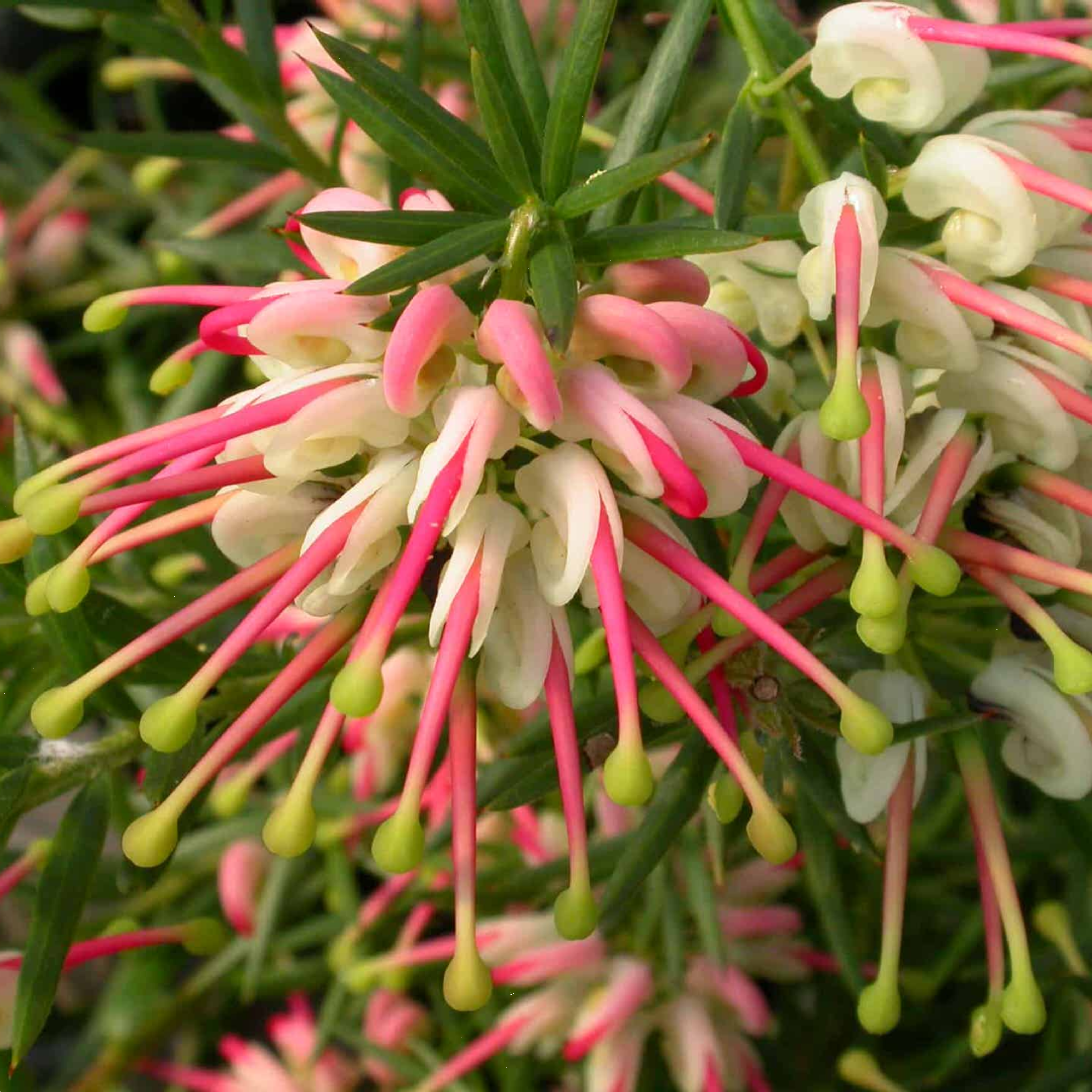 Grevillea Hills Jubilee 140mm.