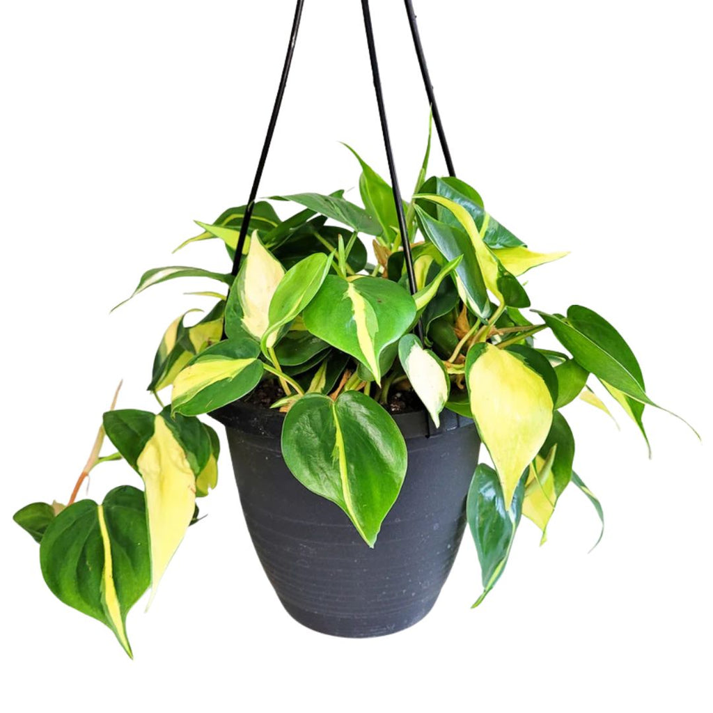 Philodendron Hederaceum Brasil Hanging Basket 170mm Hb