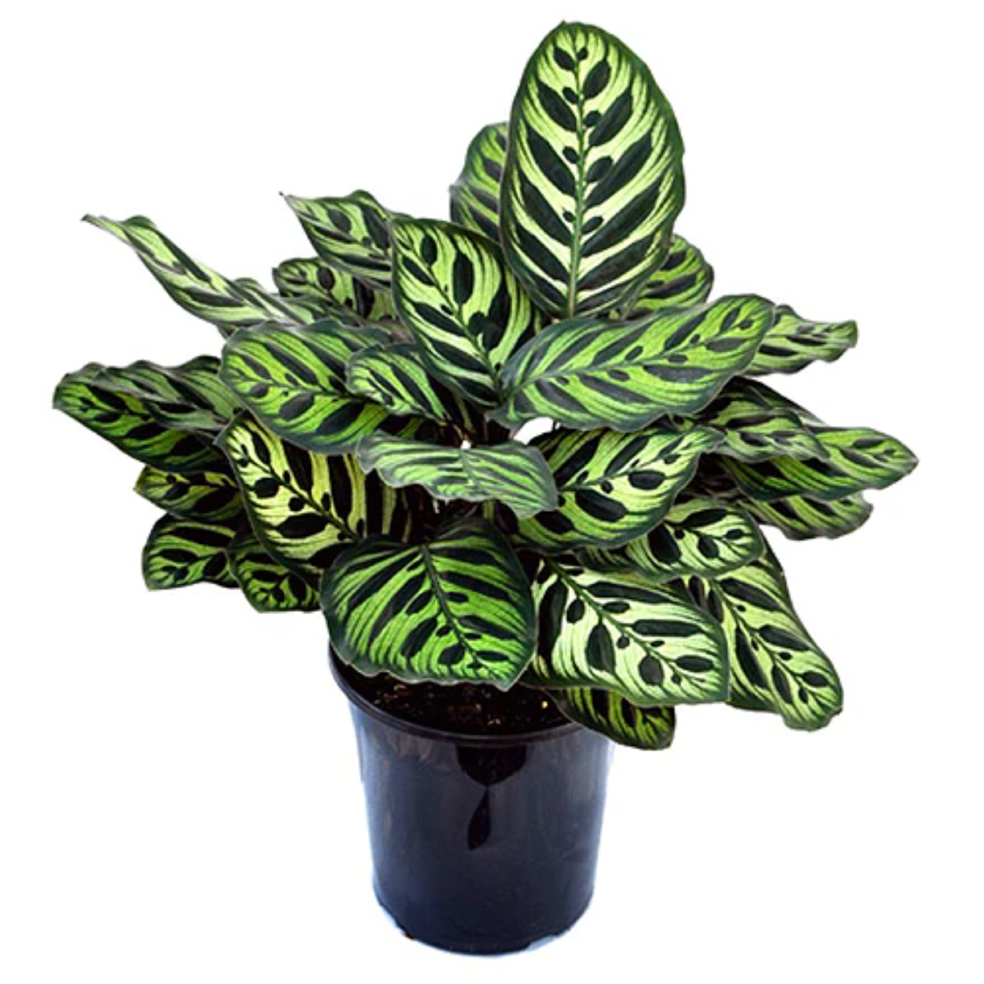 Calathea Makoyana 175mm