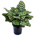 Calathea Makoyana 175mm