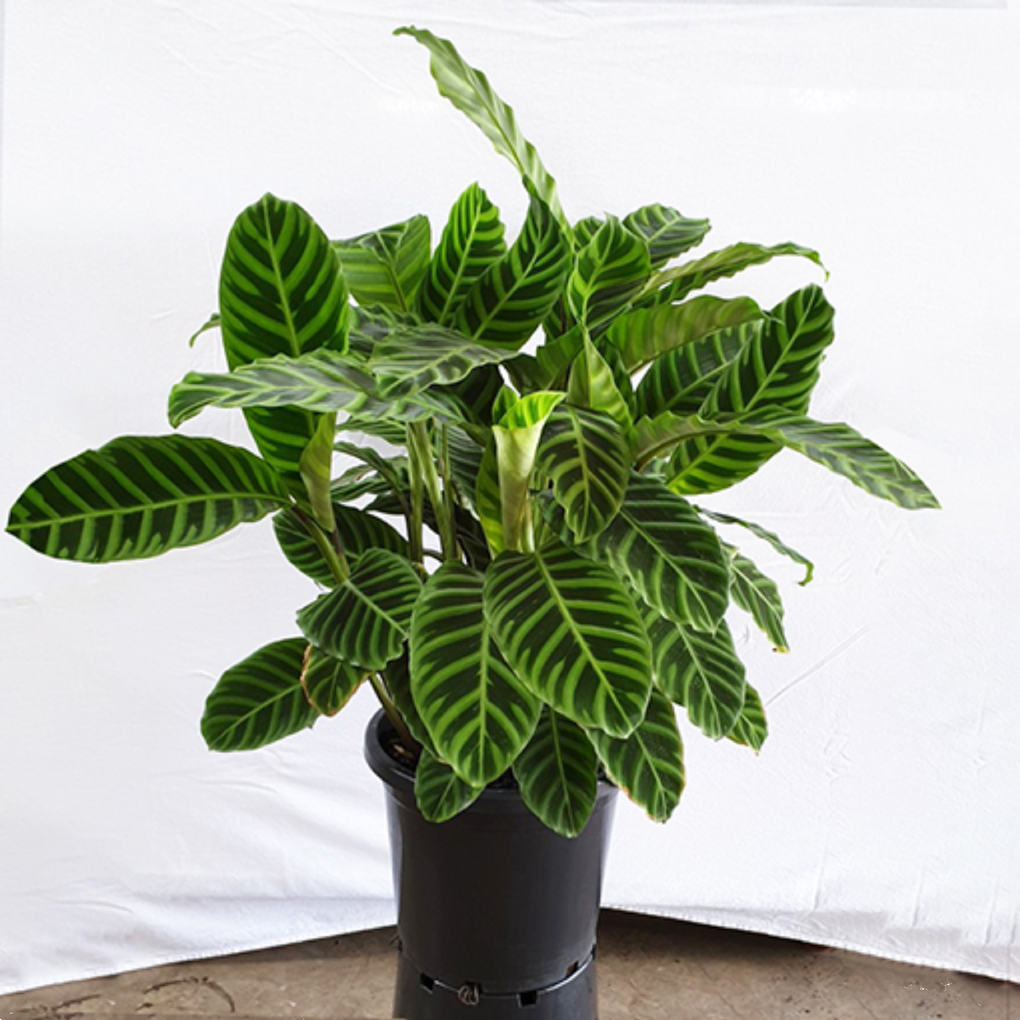 Calathea Zebrina 200mm