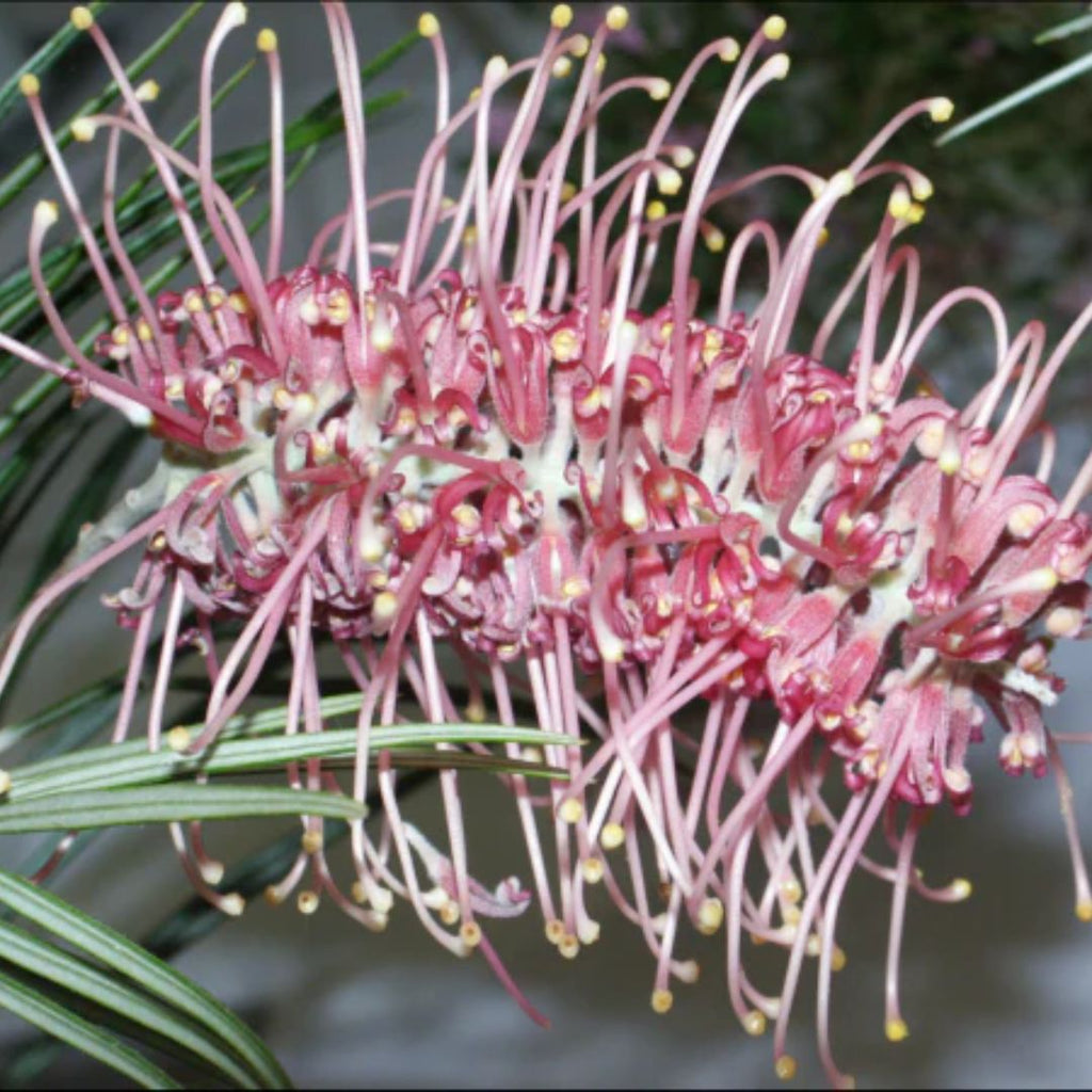 Grevillea Flamingo 140mm