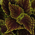 Coleus Coleusaurus 130mm