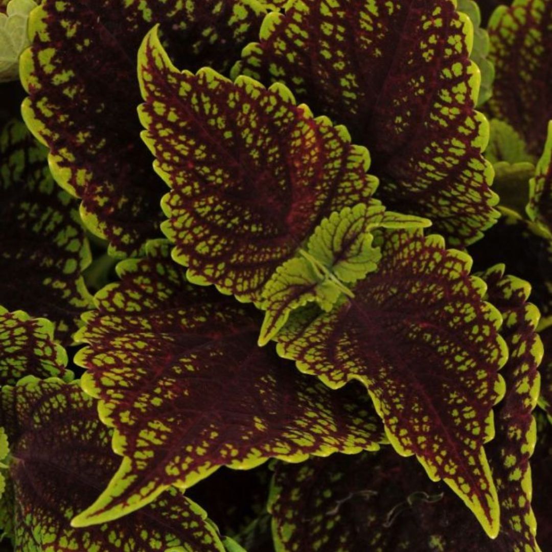 Coleus Coleusaurus 130mm