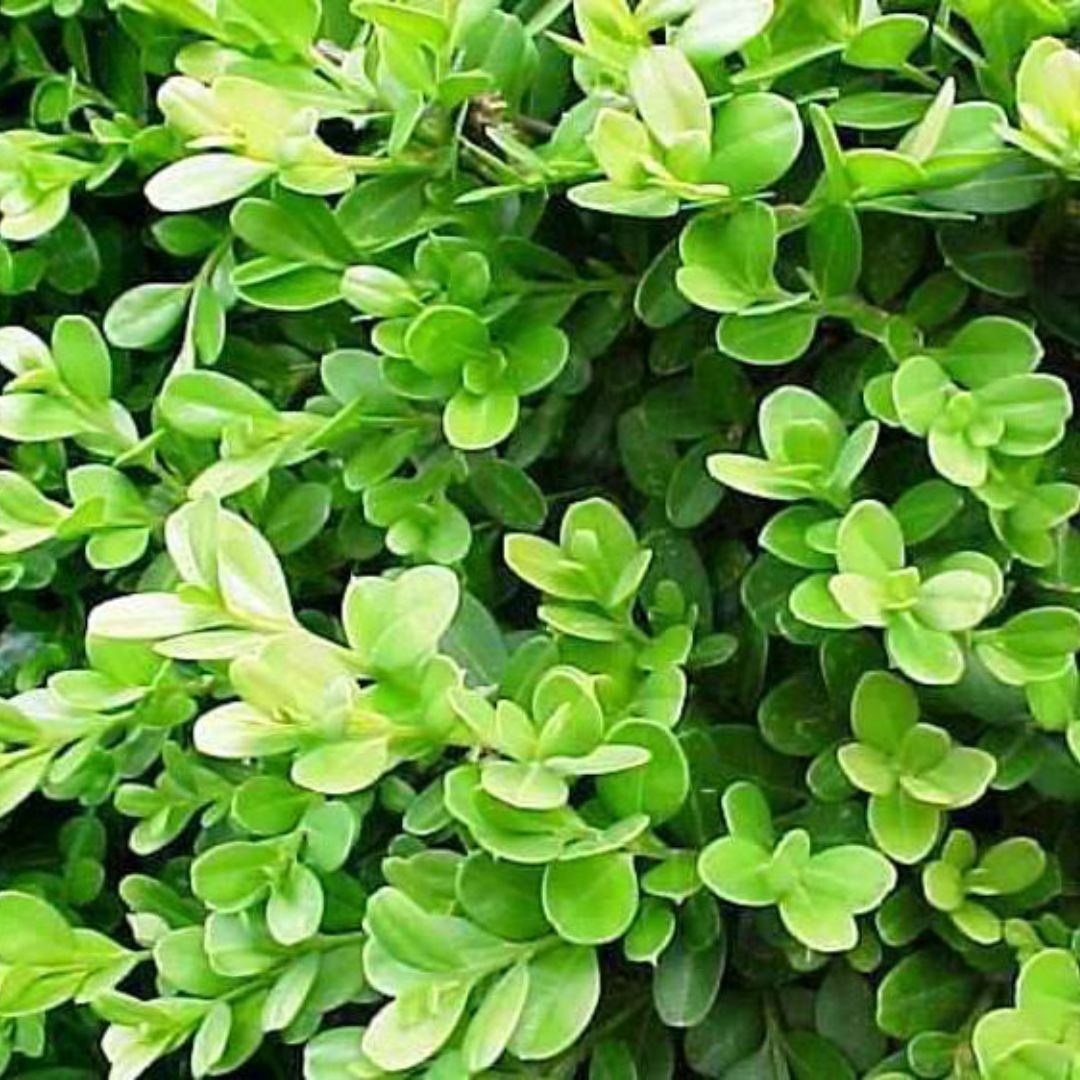 Buxus Japonica 200mm