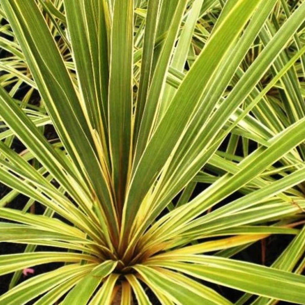 Cordyline Torbay Dazzler 140mm