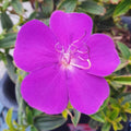 Tibouchina Jules 200mm