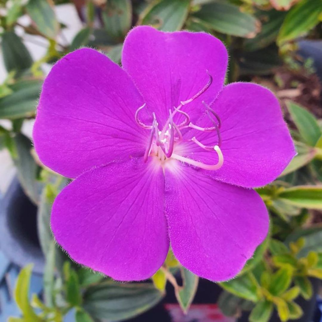 Tibouchina Jules 200mm