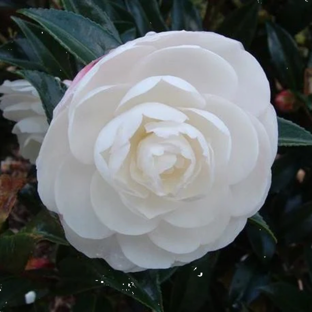 Camellia Early Pearly 140mm