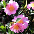 Camellia Edna Butler 140mm